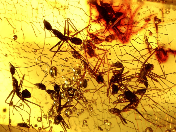 Several ants preserved inside amber.