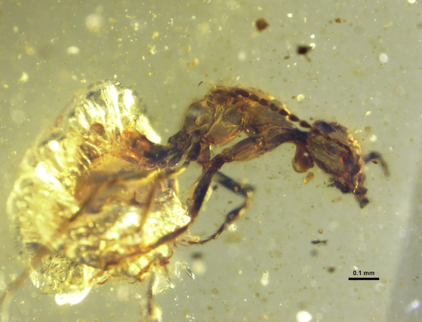 A single ant preserved in amber.
