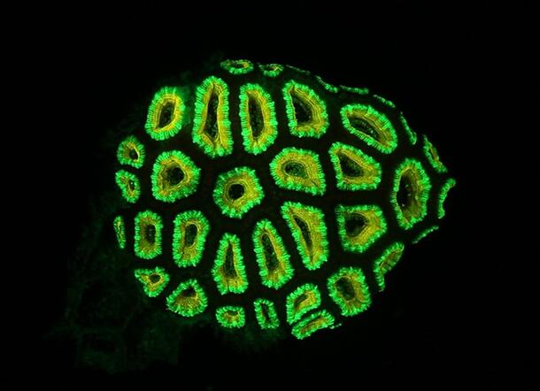 A close-up of a bioluminescent coral, in sharp neon green against a black background, vaguely resembling a human brain.