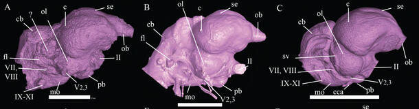 Three side views of brain scans labeled A, B, and C from a dodo, Rodrigues solitaire, and Caloenas nicobarica. 