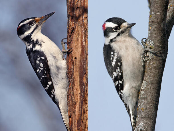 A side by side of two similar looking birds with pale bellies and spotted wings, a hairy woodpecker (left) and the downy woodpecker (right). 