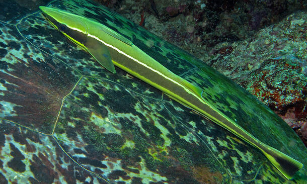 A brightly colored live sharkshucker, a long, thin fish with a stripe down its middle.