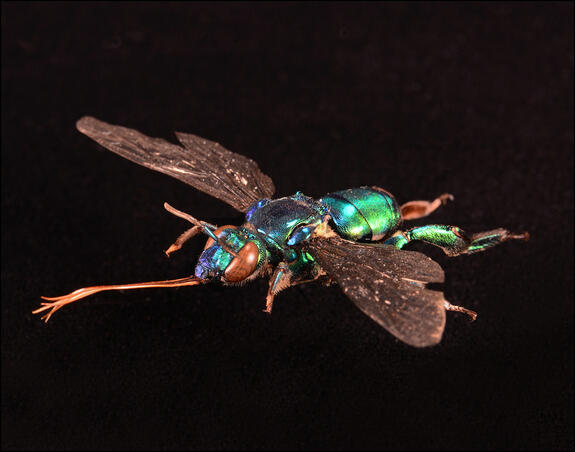 A larger than life model of an orchid bee against a dark background.