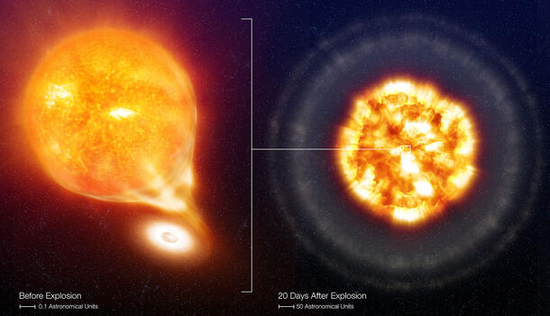 Rendering with bright supernovae on the left and supernova with bright center and darker edges, encased in dark, dusty ring to the right.