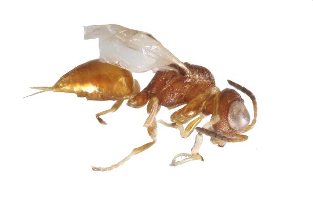 A parasitoid wasp against a light background.