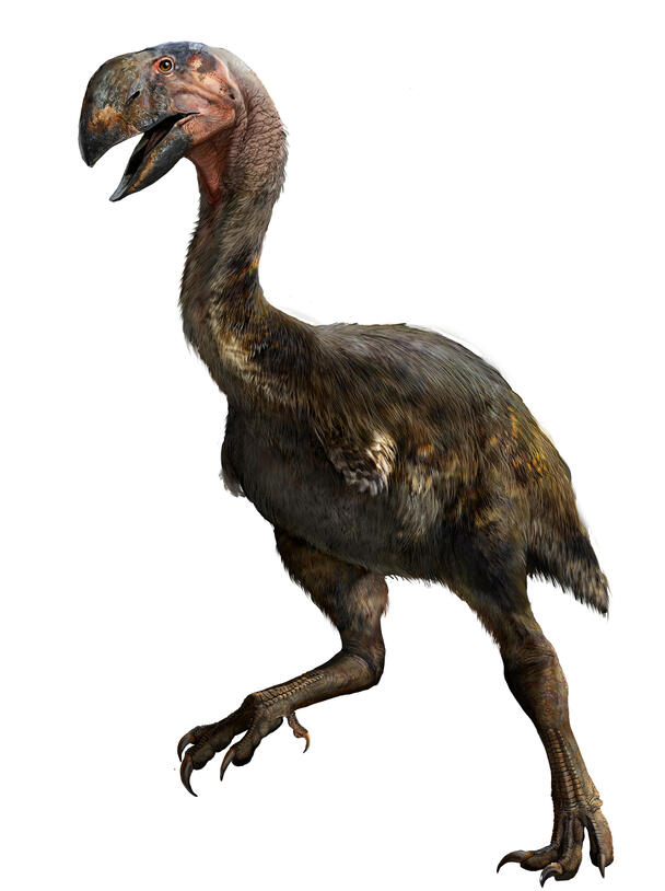 Gastornis gigantea illustration