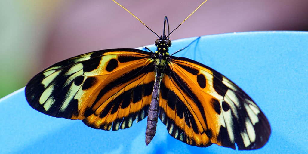 Butterfly Anatomy American Museum of Natural History