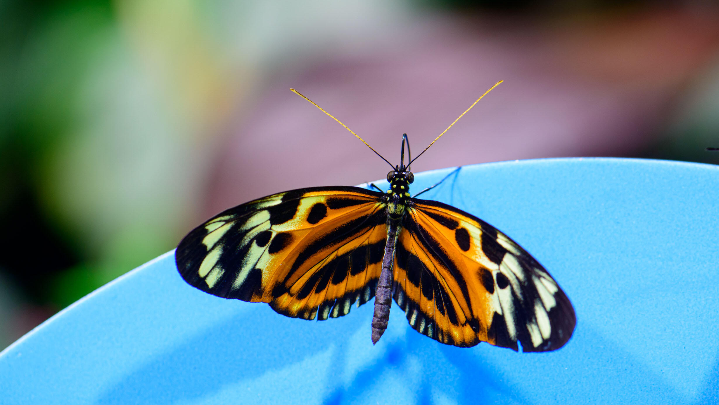 Closeup of a butterfly with wings spread, displaying a striped and spotted pattern.