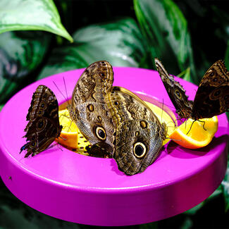 Four butterflies with patterned, dark colored wings feed on orange slices on a brightly colored, circular platform among greenery.