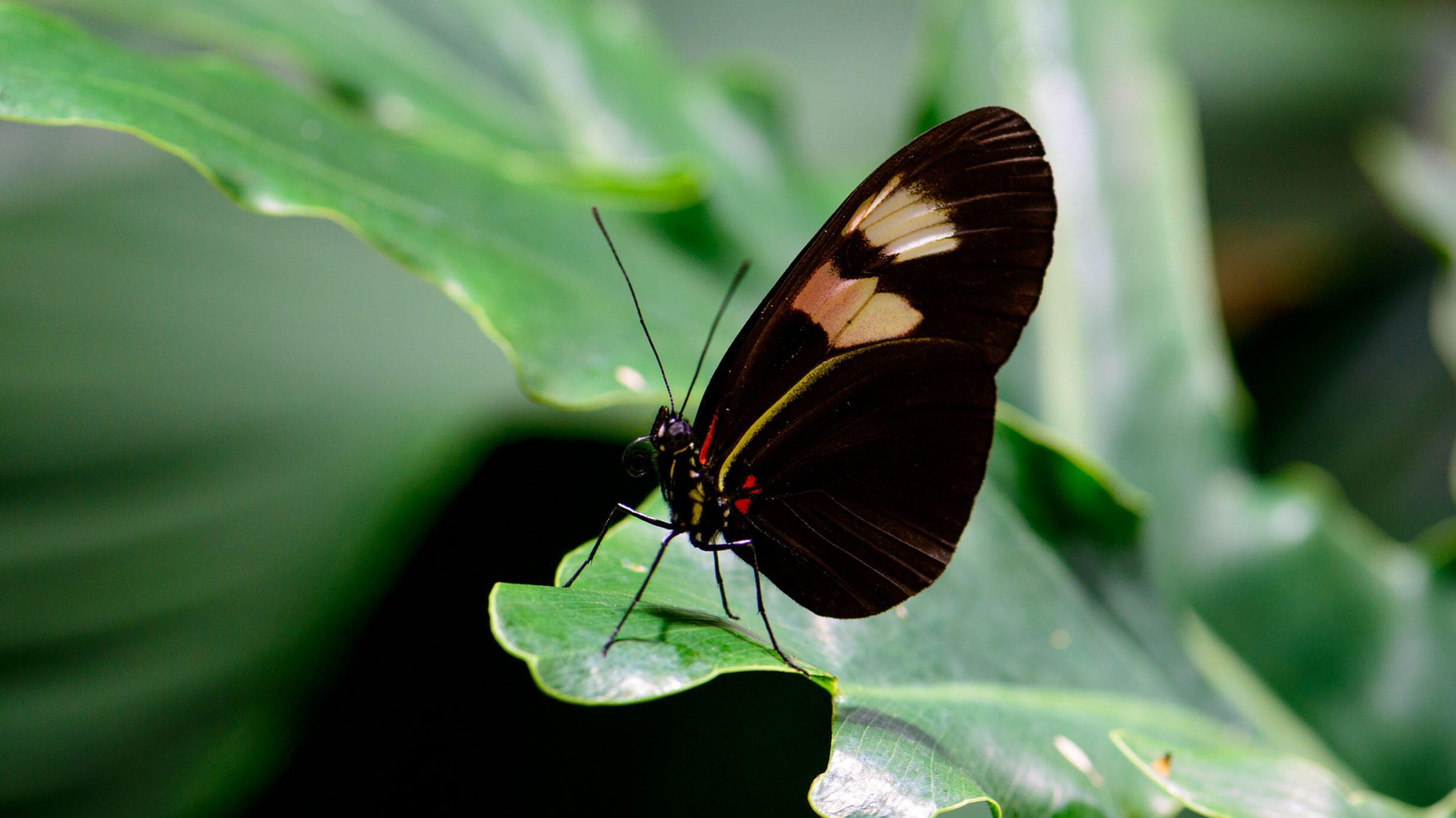 Butterfly with dark wings with a bright spot alights on a plant leaf.