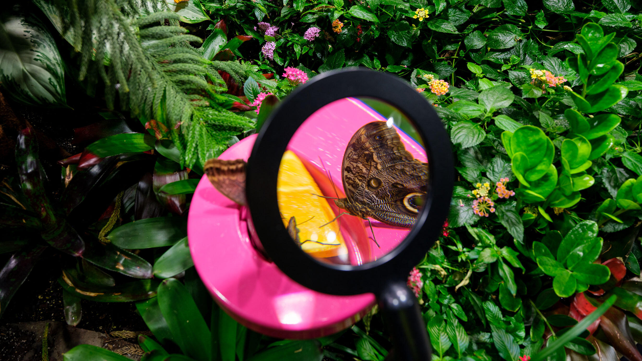 View through a magnifying glass shows a closeup of a butterfly feeding on an orange slice.