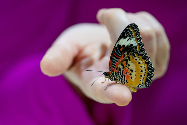 Butterfly perched on the tip of a finger.