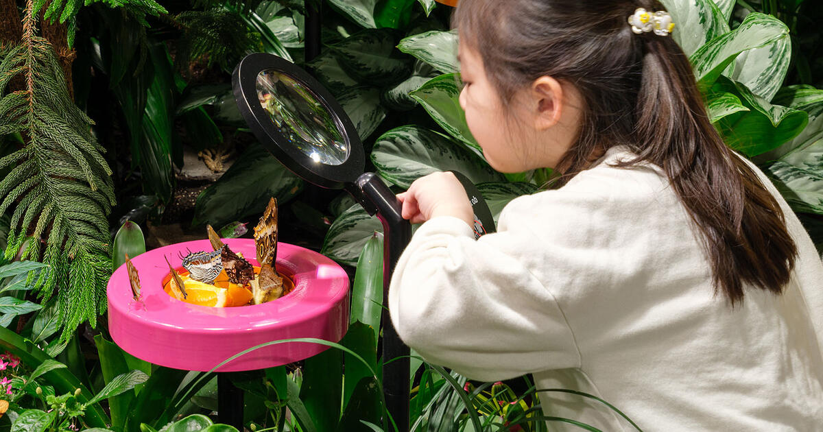 What is a butterfly terrarium?