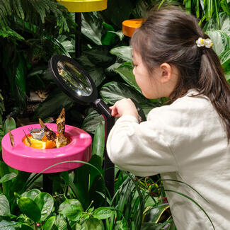 Child peers through a magnifying glass at butterflies sipping on orange slices at a feeding station mounted amongst the lush greenery of the Vivarium.