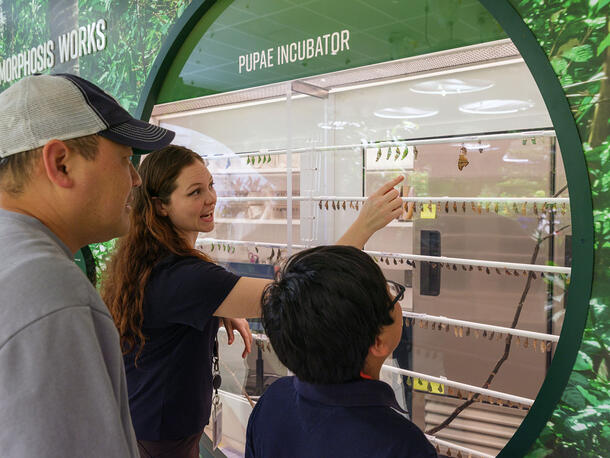 Museum volunteer points to a butterfly pupa in the pupae incubator to two Museum visitors.