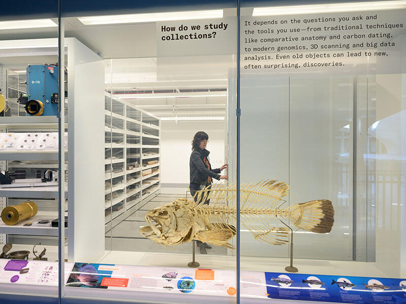 Museum scientist works amongst specimen files, and is visible to visitors behind the glass display cases that house Museum specimens in the Gilder Center.