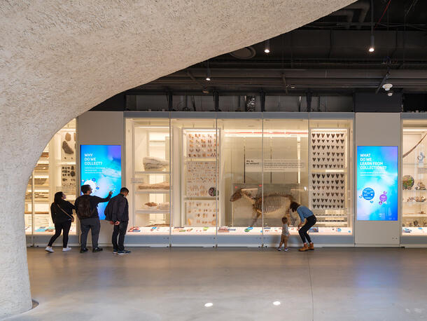 Visitors peer into glass display cases that contain Museum specimens.