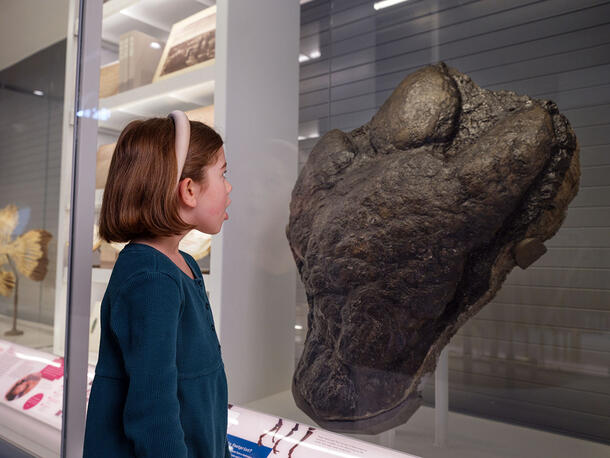 Child views a fossil footprint housed inside a glass display case.