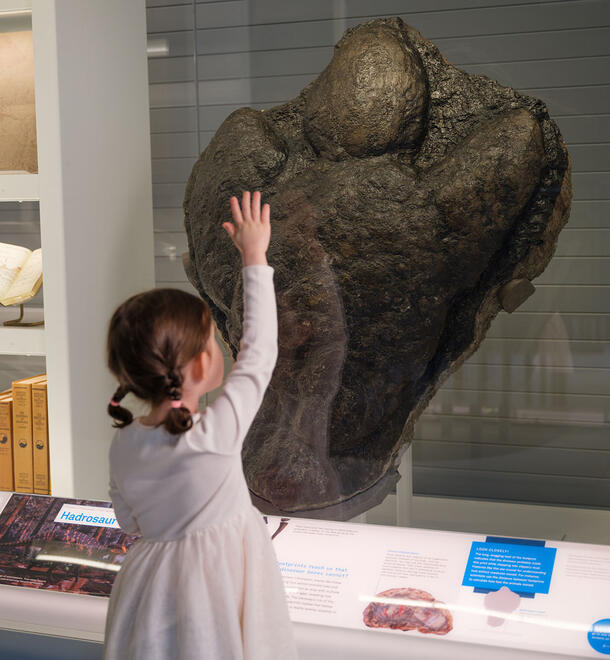 Child holds hand up to compare its size to that of the giant fossil footprint of a Hadrosaur.