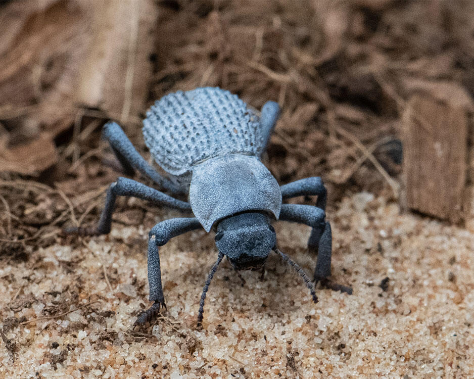 Large dark colored beetle with rows of raised bumps on its abdomen.