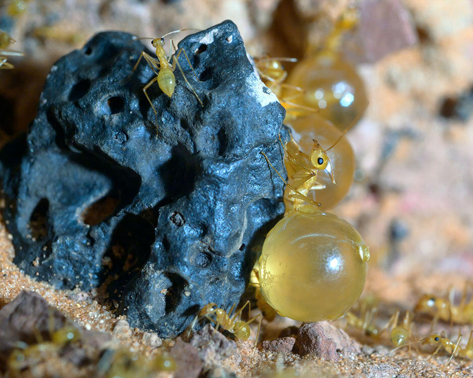 Three honeypot ants (one in focus at front) with swollen, spherical abdomens and about ten non-swollen honeypot ants crawling around a rock.