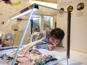 Child leans near a glass insect display to observe. There is a slab of rock and branches in the enclosure.