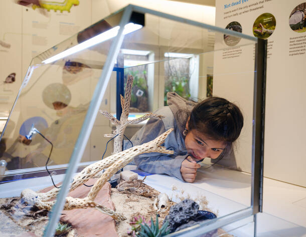 A child peers into a glass case that contains live specimens inside the Insectarium of the Richard Gilder Center.