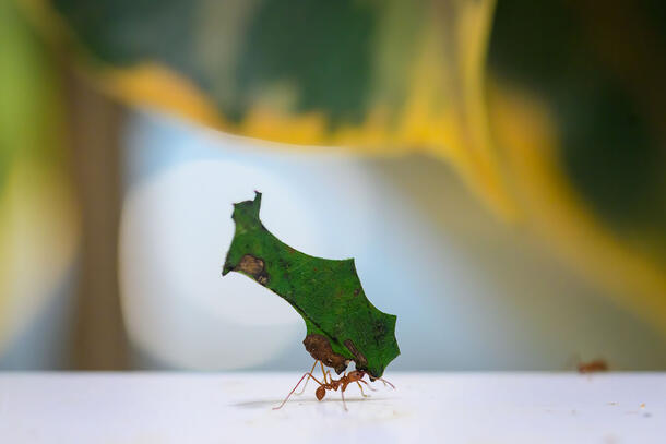 Close-up of a leafcutter ant carrying a cut segment of a leaf against blurred background.