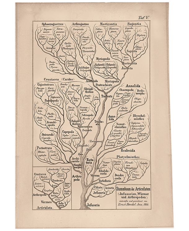 Illustration of the tree of life.