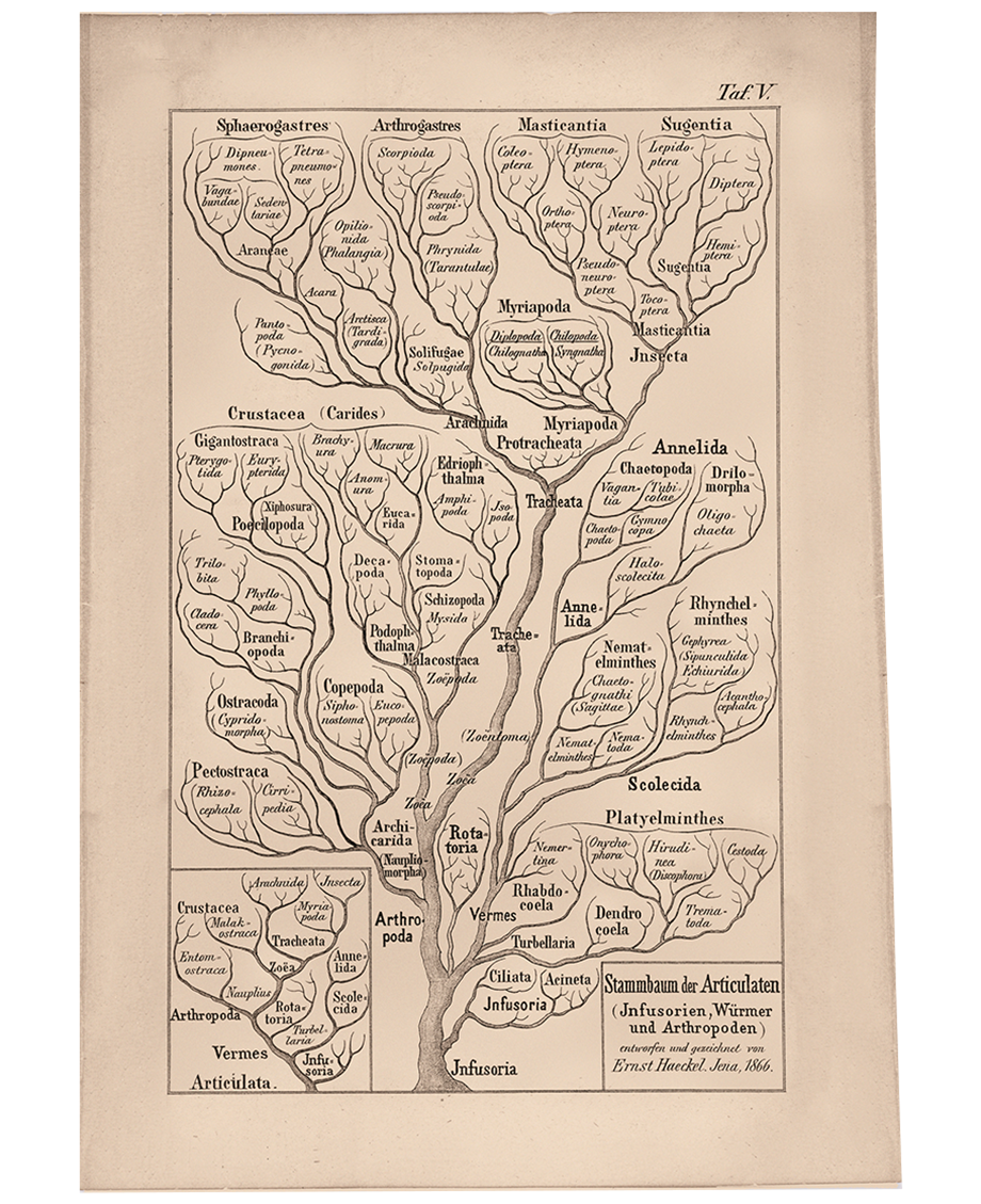 Illustration of tree of life.