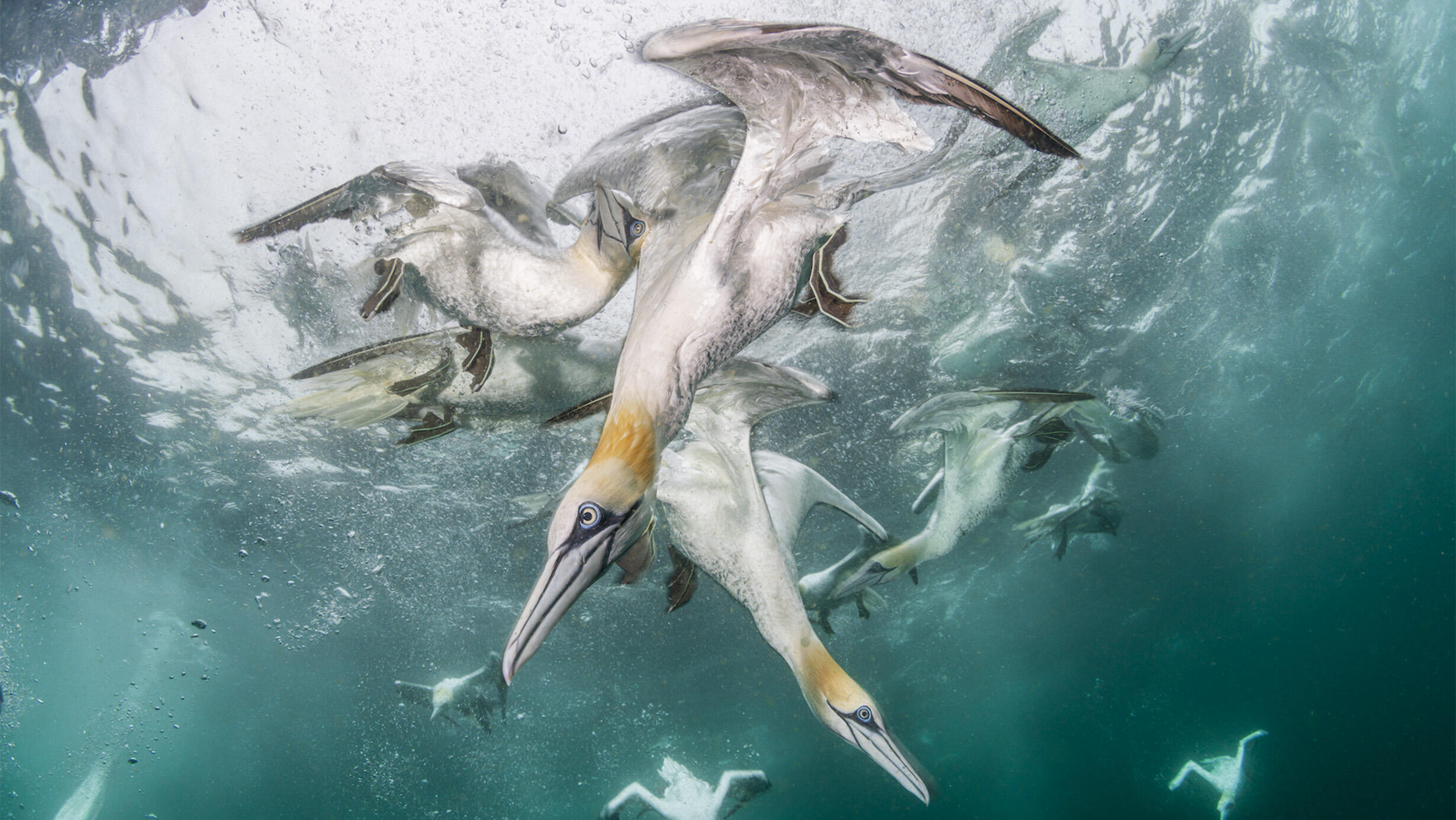 About eight Northern gannet birds, with two prominently in the foreground, dive headfirst into water in search of food.