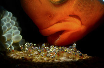 A fish's mouth near many tiny, baby fish against a dark background.