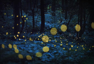 Bright, glowing circles from fireflies create trails of light in a dark forest.