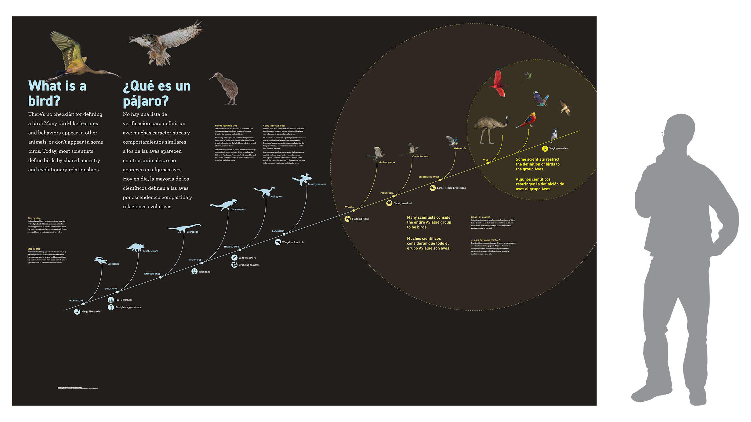 A graphic of an exhibition panel features the text “What is a bird?” with depictions of birds and dinosaurs, beside a person’s silhouette for scale.