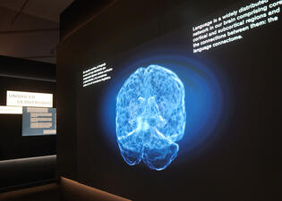 In a digital graphic of a brain displayed on a large screen, certain areas of the brain are lit up more brightly than others.