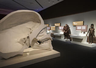 In the foreground is a bisected model of an oversized hominid skull; in the background are life-sized models of early human species.