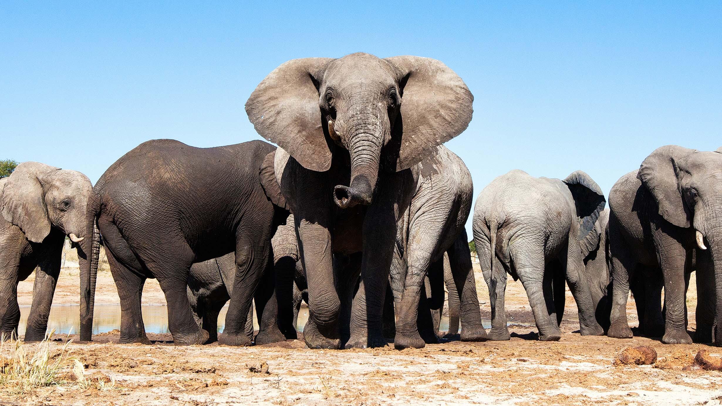 An African elephant with a herd behind it stands facing forward in savanna habitat with a cloudless sky above
