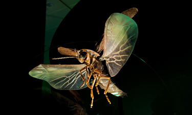 A realistic model of a firefly hangs from the dark ceiling