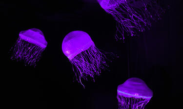 Four models of jellyfish hanging from the ceiling glow blue-purple against a dark backdrop