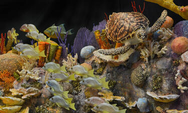 A coral reef diorama features many colorful fishes and a hawksbill turtle 
