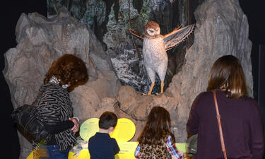 Exhibition visitors look at a 39 inch tall model of a giant owl standing in a recreated cave environment with its wings outstretched
