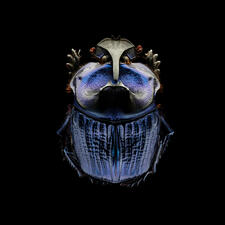 Amazonian Purple Warrior Scarab