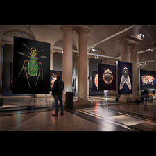 A man stands in a gallery looking at large photographs of insects.