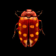 Pleasing Fungus Beetle