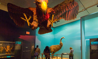 A model of an enormous Roc bird hangs from the ceiling and appears to be flying toward to viewer