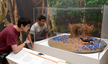 Two teenagers look at a display case featuring a model of a bowerbird and its nest adorned with blue objects