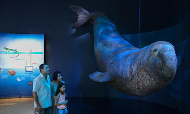 Parents and daughter look on at a life-sized model of an elephant seal hanging from the ceiling