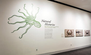 Gráfico de introducción de la exposición de Historias Naturales presentando un vinilo adhesivo con una ilustración de un pulpo.