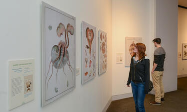 A woman looks at a series of three scientific illustrations of mollusks, including a female paper nautilus and a pen shell