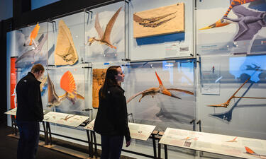 Visitors look at a wall of pterosaur crest illustrations and pterosaur fossils 